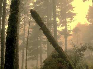 wood
